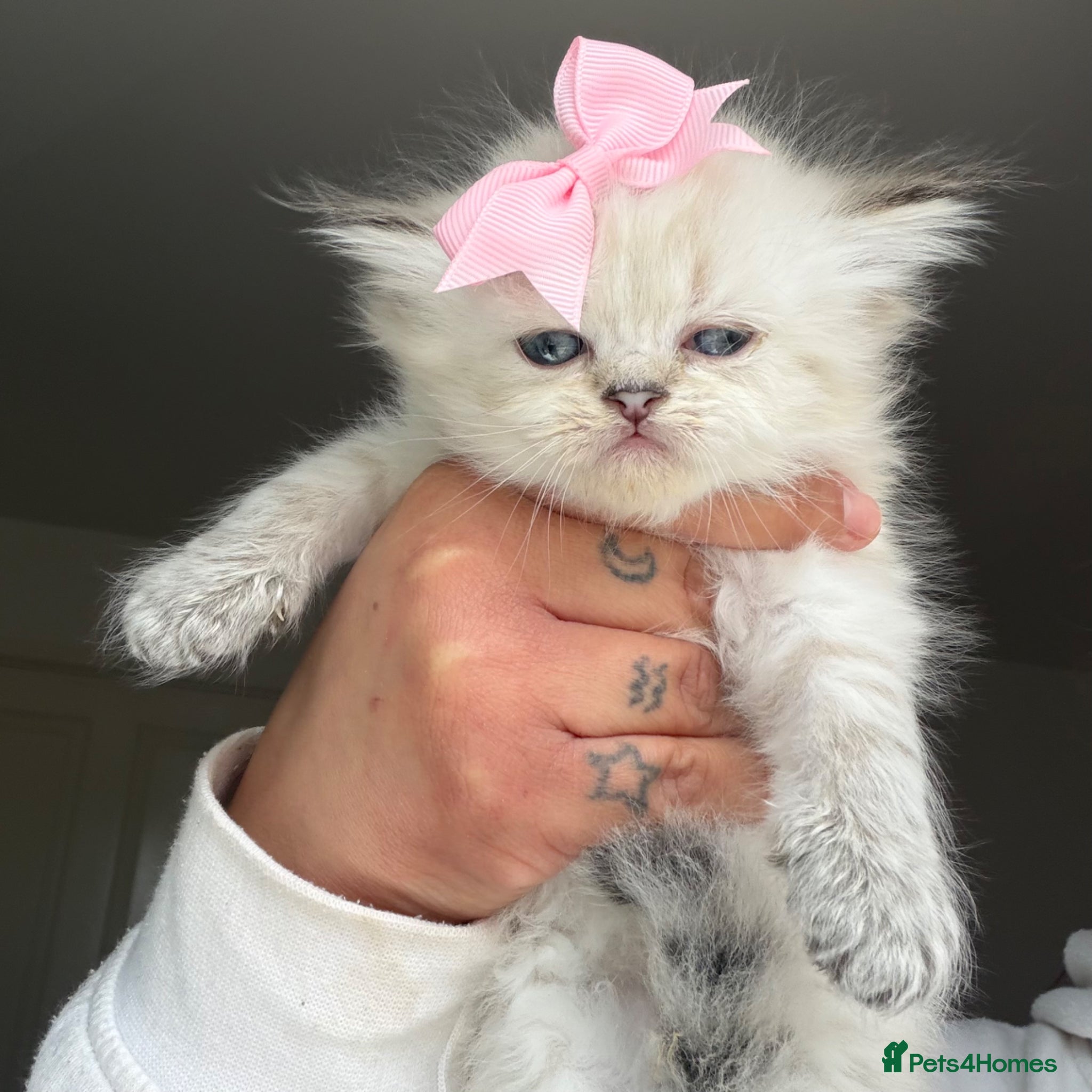 Persian cats Two dollface Persian chinchillas available  - Advert 6