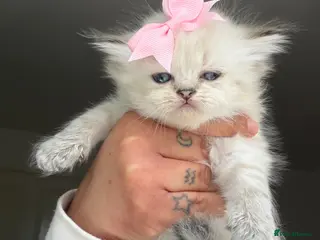 Persian cats Two dollface Persian chinchillas available - Advert 6