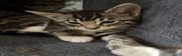 Maine Coon cats for sale: Champion XL Russian Maine coon X GCCF bengal - Advert 14