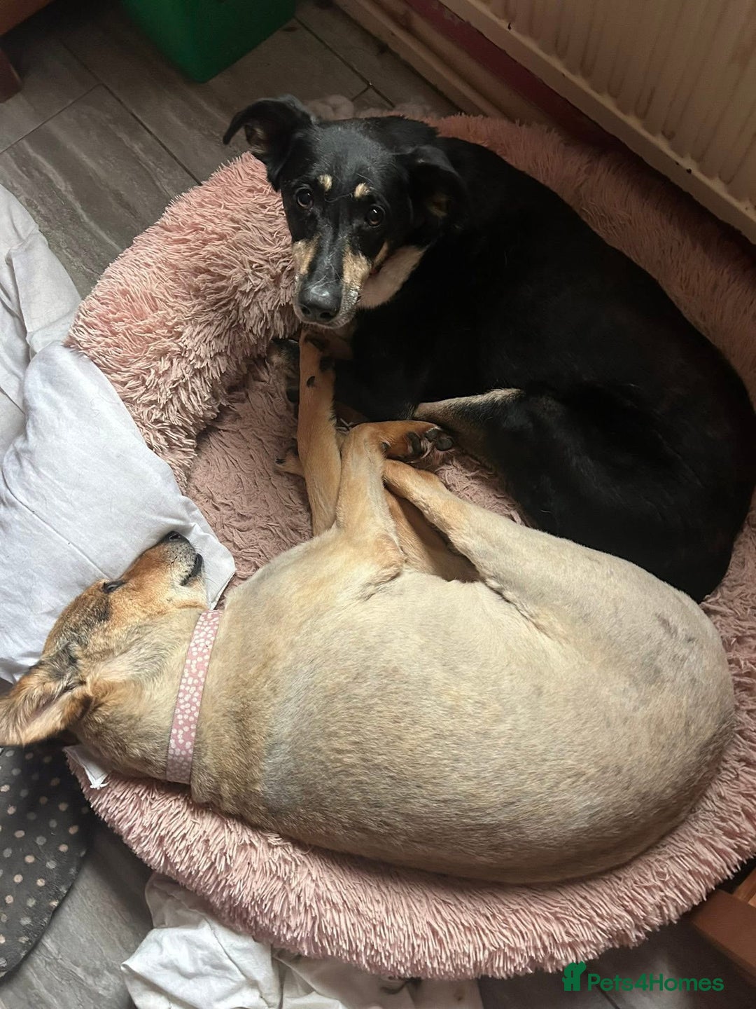 Mixed Breed dogs for adoption: Lottie - Norwich Norfolk  in Norwich - Advert 33