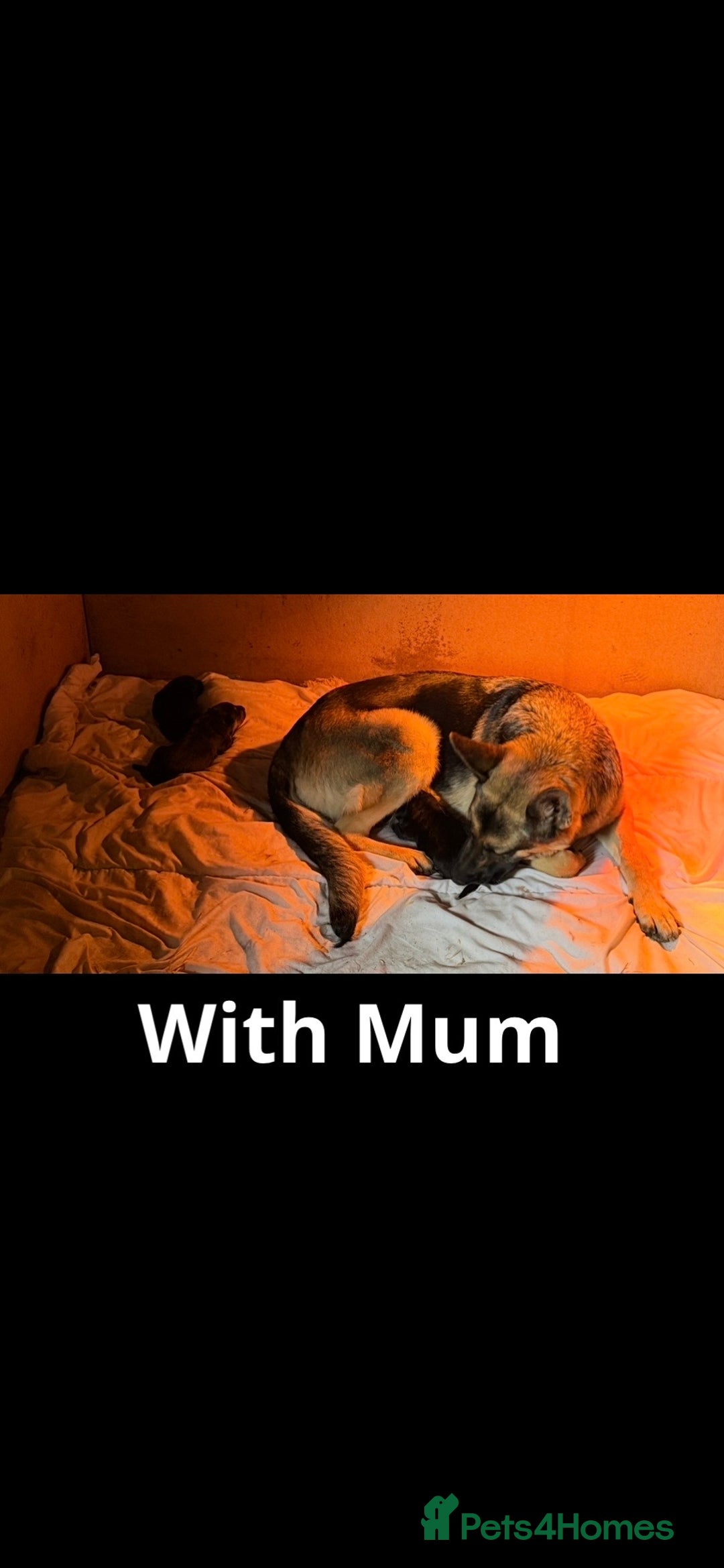 Mixed Breed dogs for sale: 3 fluffy Shollie German Shepard x Boarder Collie - Image 11