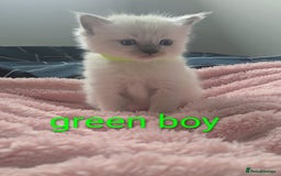 Ragdoll cats for sale: 5 beautiful kittens Ragdoll X Turkish  - Image 10