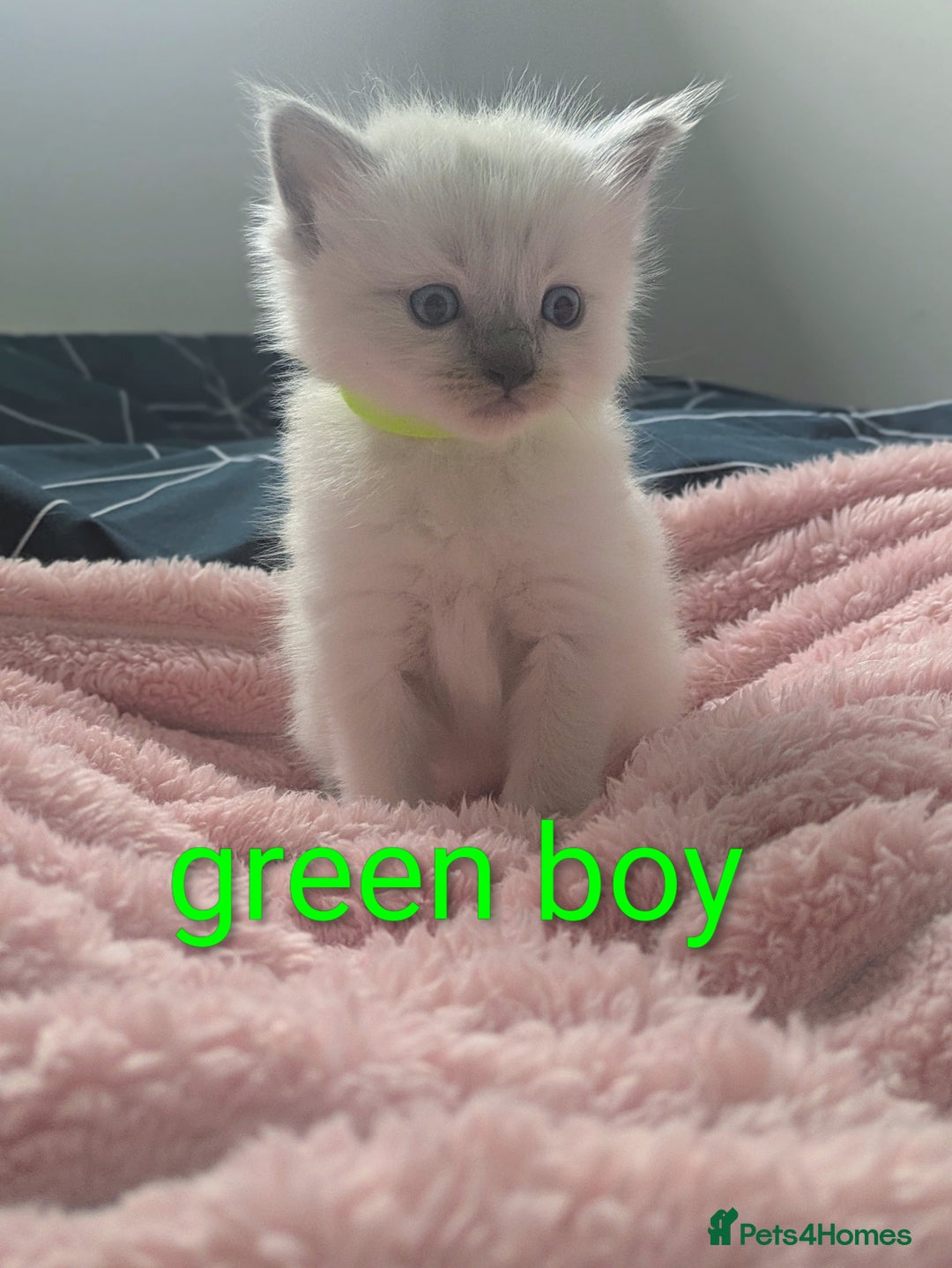 Ragdoll cats for sale: 5 beautiful kittens Ragdoll X Turkish  - Image 10