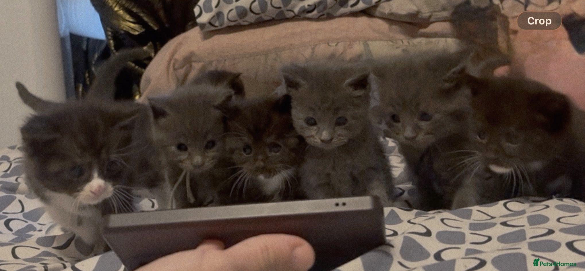Maine Coon cats Mainecoon x babies - Advert 1