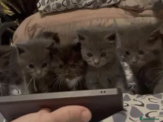 Maine Coon cats Mainecoon x babies - Advert 1