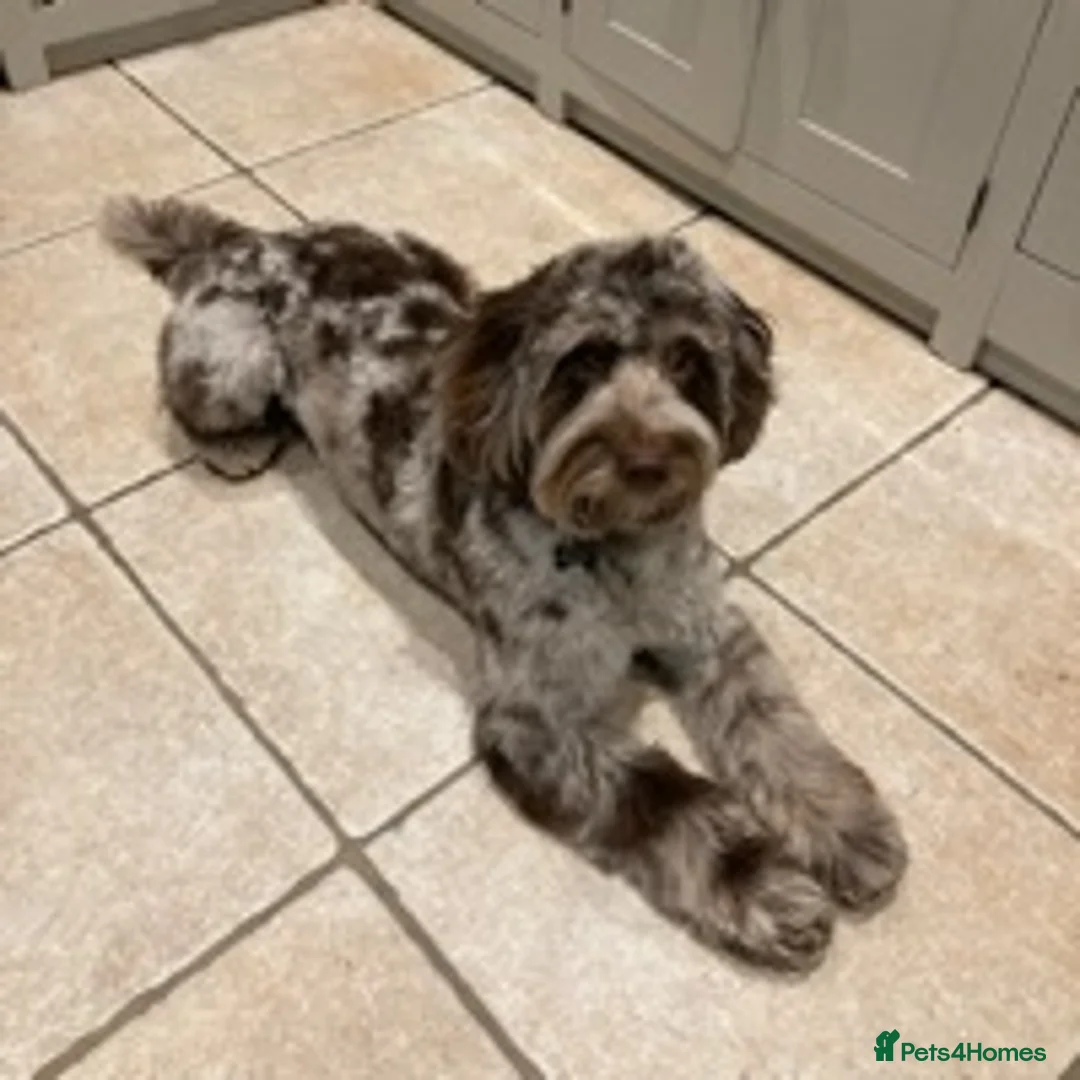 Cockapoo dogs for stud: f1 Merle cockapoo for stud in Nottingham - Advert 14