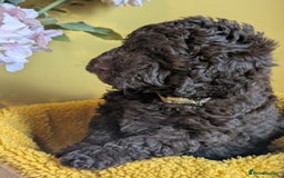 Cockapoo dogs for sale: Gorgeous Cockapoo puppies - Image 16