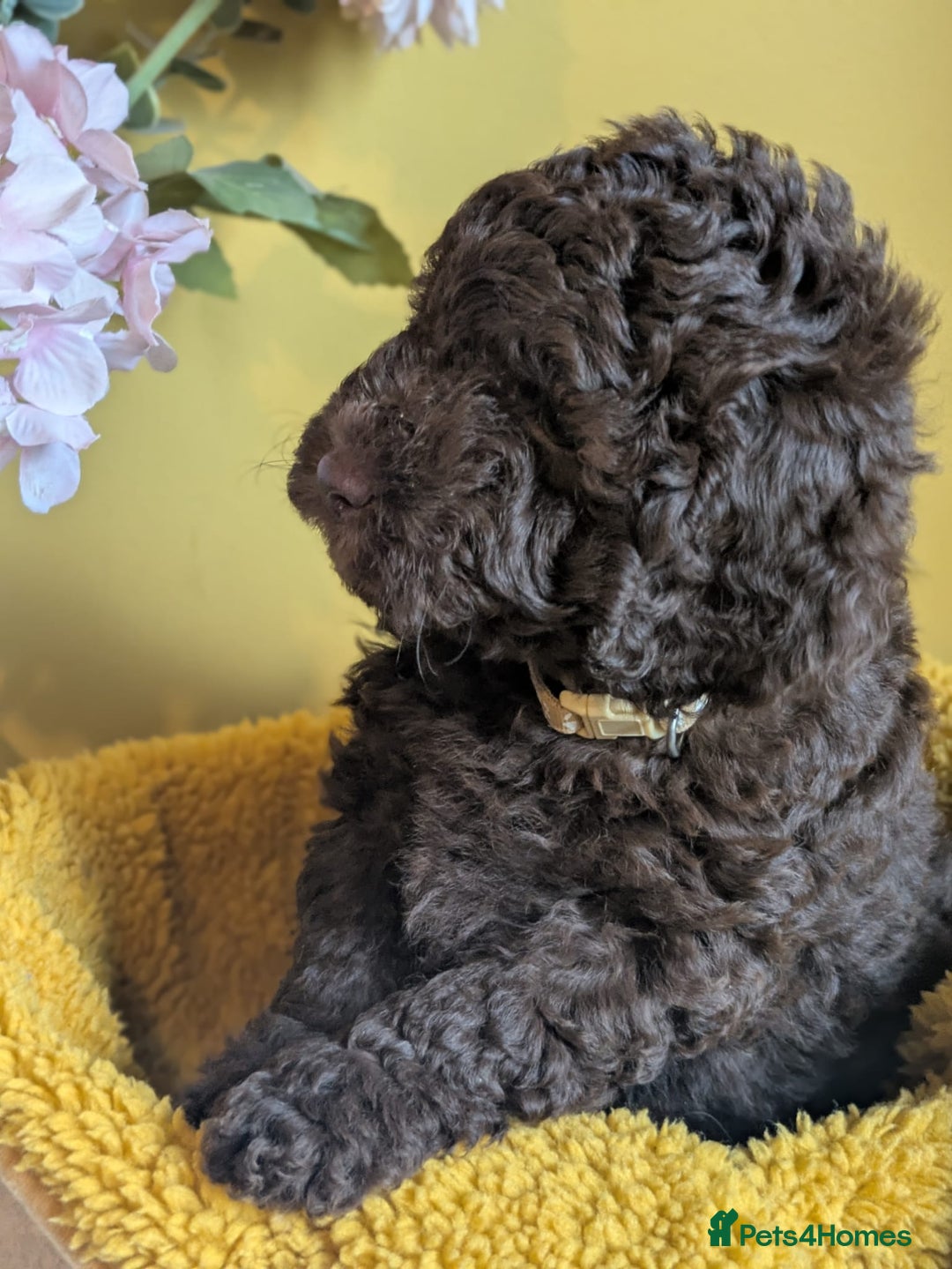 Cockapoo dogs for sale: Gorgeous Cockapoo puppies - Image 16