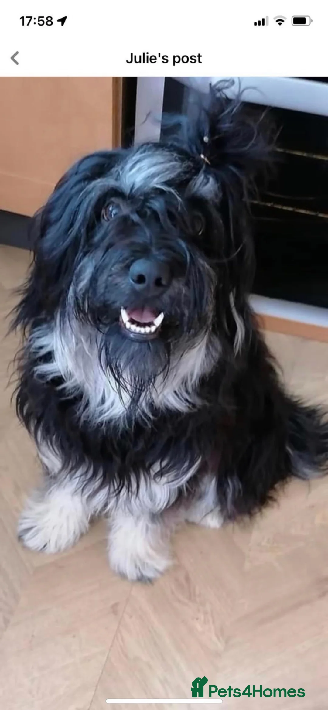 Mixed Breed dogs for sale: Portuguese sheepdog cross puppies - Advert 23