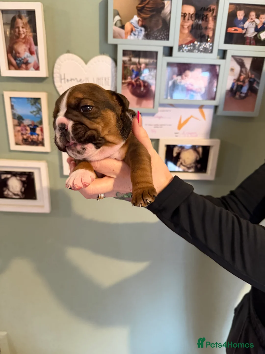 English Bulldog dogs for sale: 🌸💙 top blood line English bulldogs 🌸💙❤️ - Advert 9