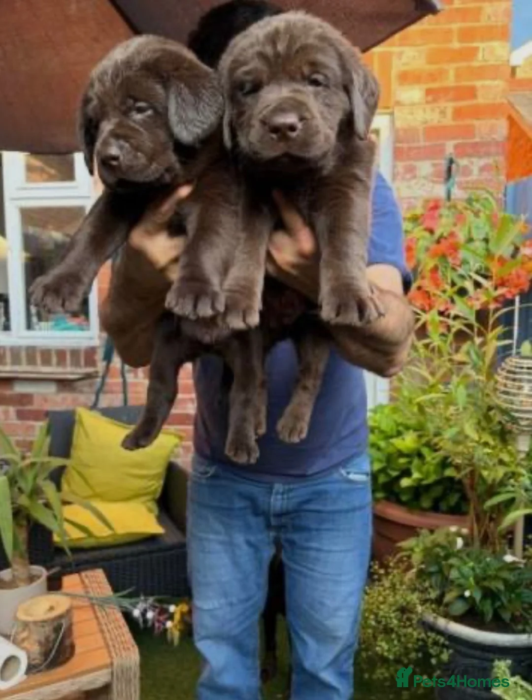 Labrador Retriever dogs for sale: One adorable chocolate female left 🍫🏡🐶 - Advert 2