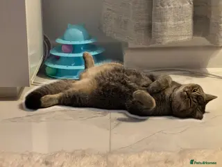 Scottish Fold cats 1 Scottish Fold & 2 Scottish/British short hair - Advert 13