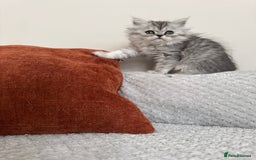 Persian cats for sale: 🐾Fluffy Chinchilla Persian kittens for Sale🐾 - Image 15
