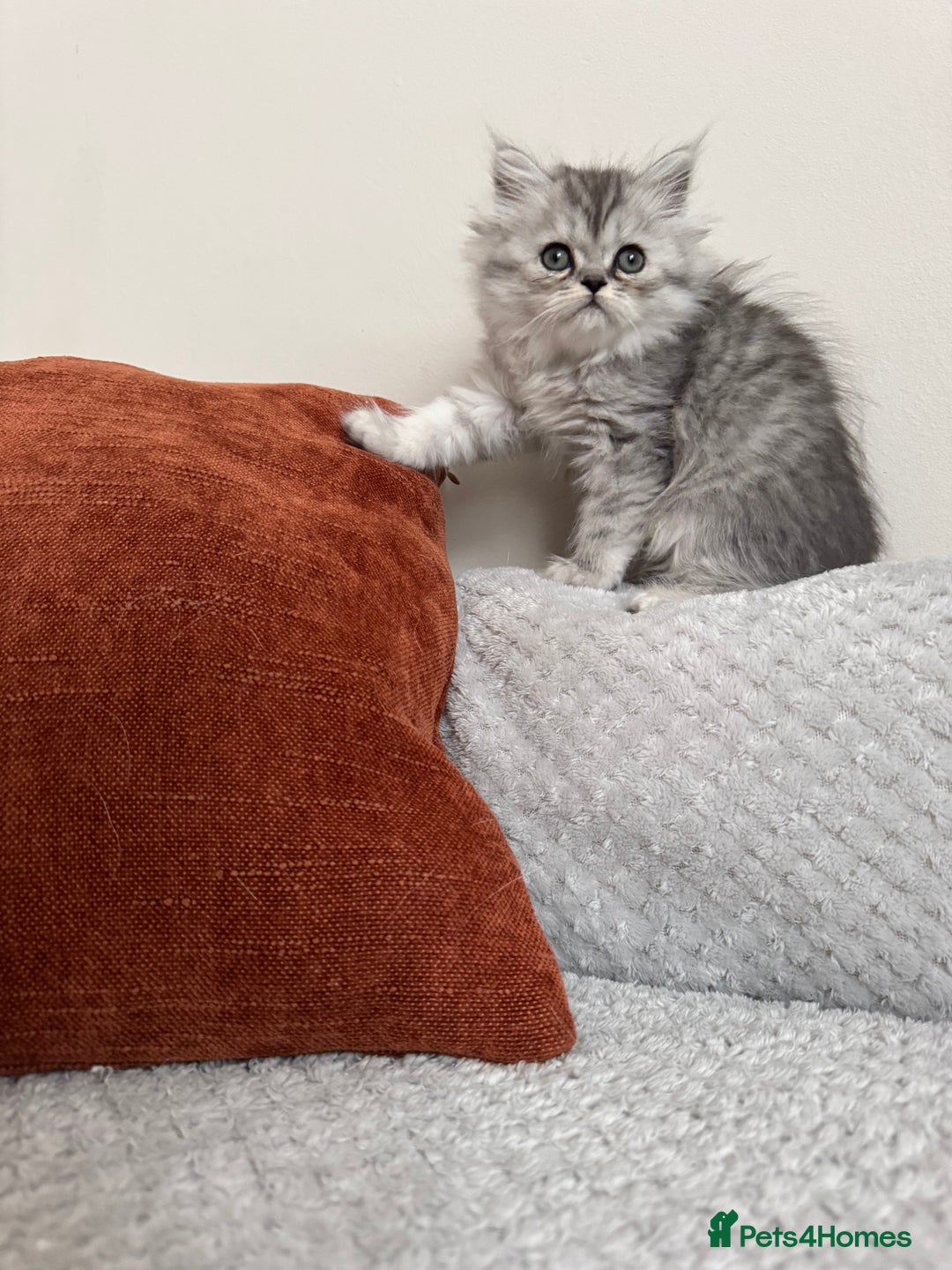 Persian cats for sale: 🐾Fluffy Chinchilla Persian kittens for Sale🐾 - Image 15