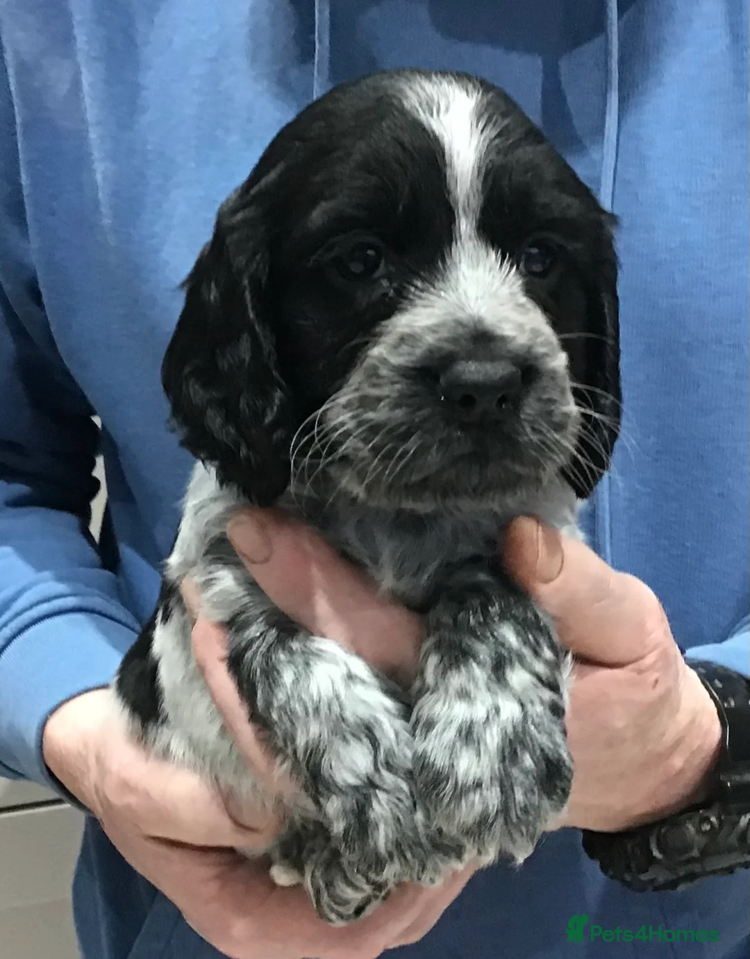 Cocker Spaniel dogs for sale: ABSOLUTELY STUNNING COCKER SPANIEL PUPPIES  - Advert 5