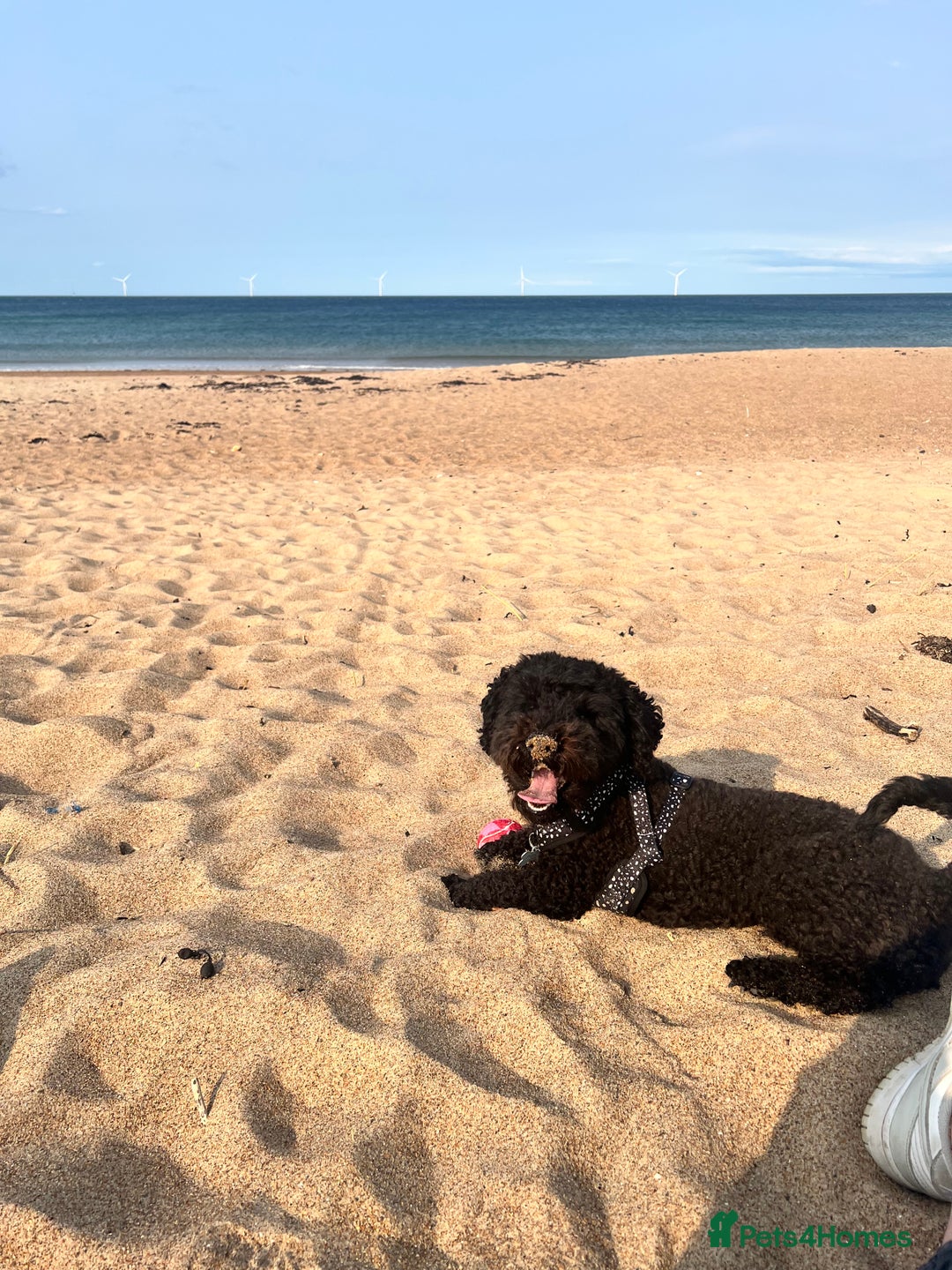 Cavapoochon dogs for sale: Beautiful cavapoochon needing an urgent home! - Advert 14