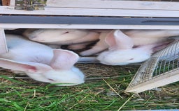 New Zealand rabbits for sale: New Zealand white rabbits For Sale  - Image 5