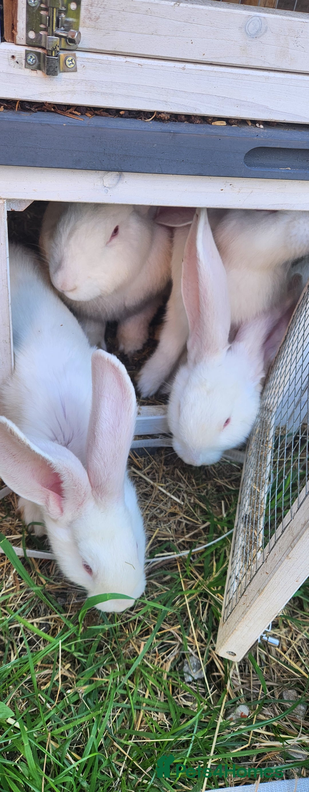 New Zealand rabbits for sale: New Zealand white rabbits For Sale  - Image 5