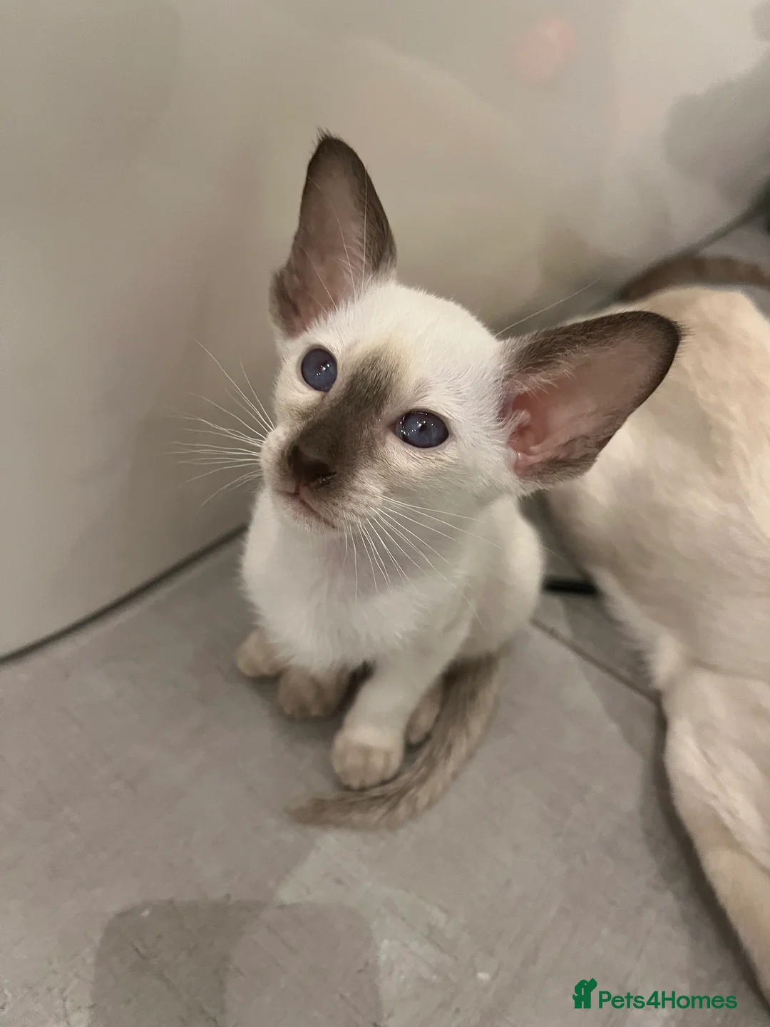 Siamese cats for sale: Supreme Pedigree Siamese kittens GCCF registered  - Advert 3