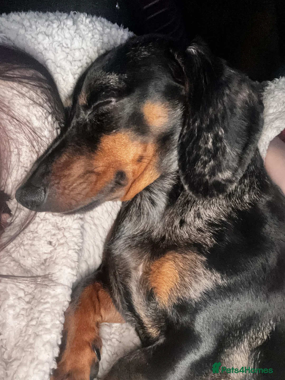 Dachshund dogs for sale: 1 year old male miniature dachshund  - Advert 2