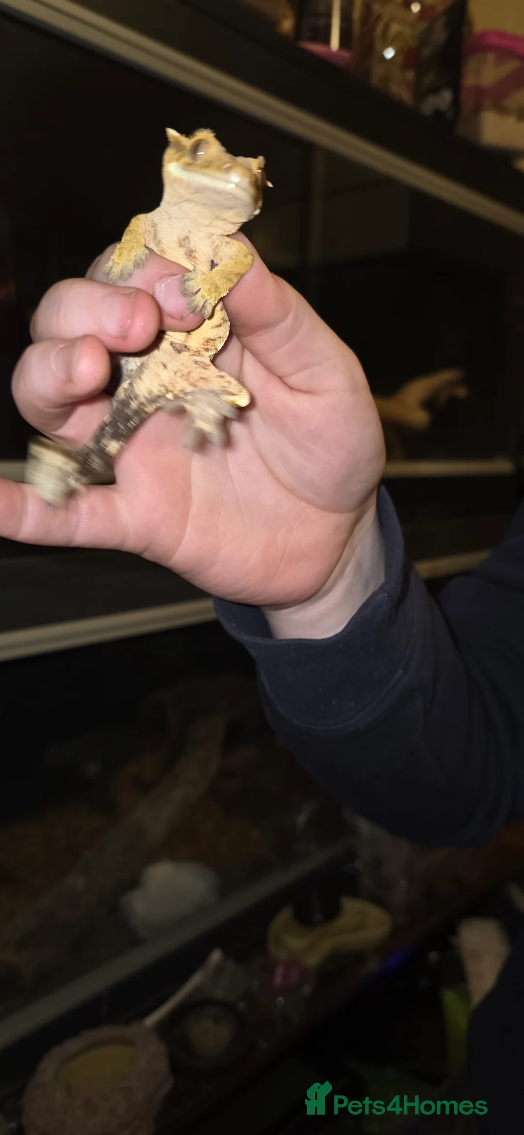 Gecko reptiles for sale: Male crested gecko  - Advert 2
