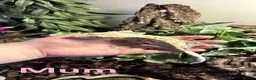 Gecko reptiles for sale: 3x baby Crested Geckos - Harlequin/Dalmatian - Advert 9