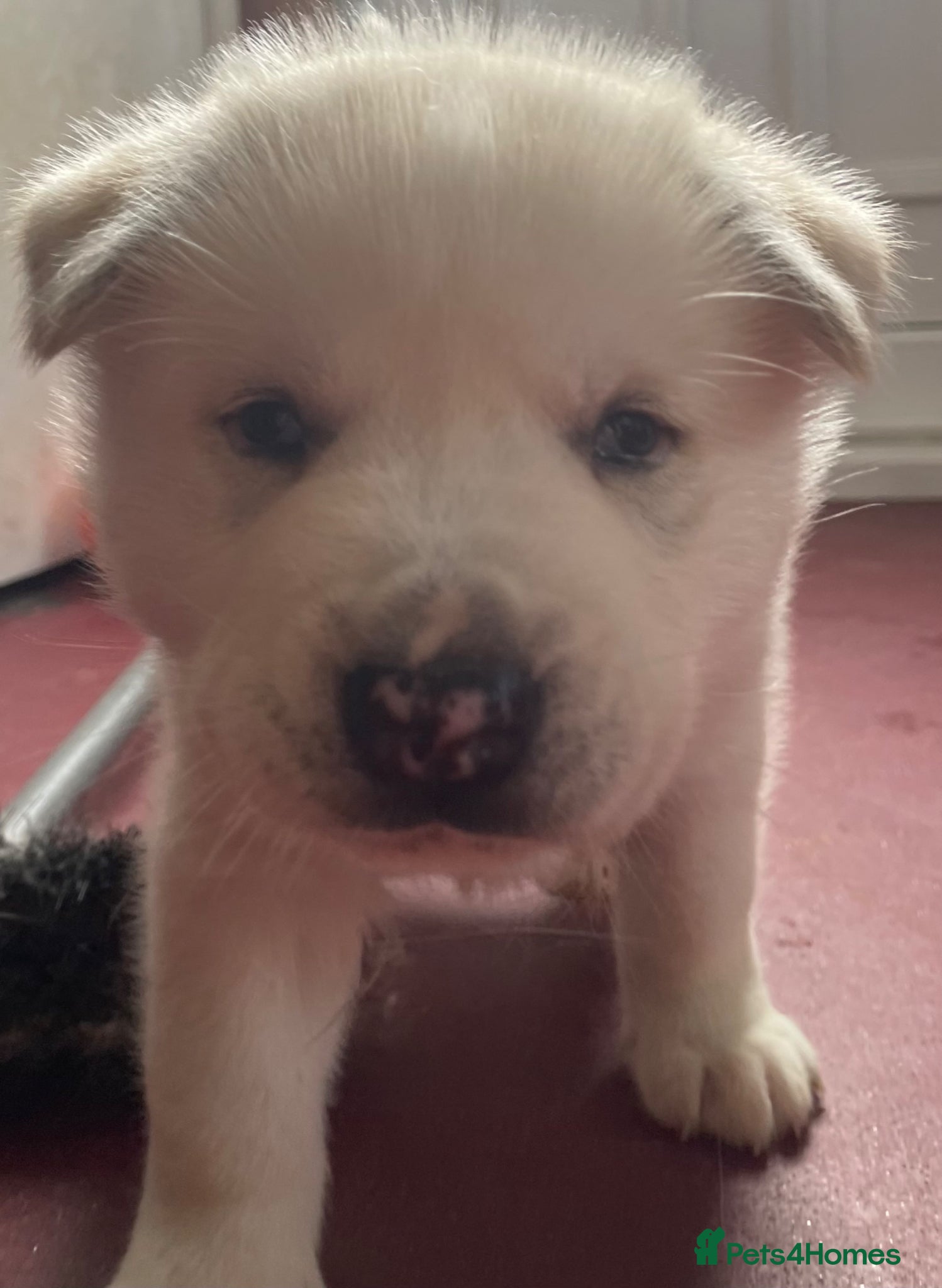 Mixed Breed dogs 3 husky puppies - Advert 5