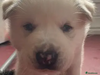 Mixed Breed dogs 3 husky puppies - Advert 5