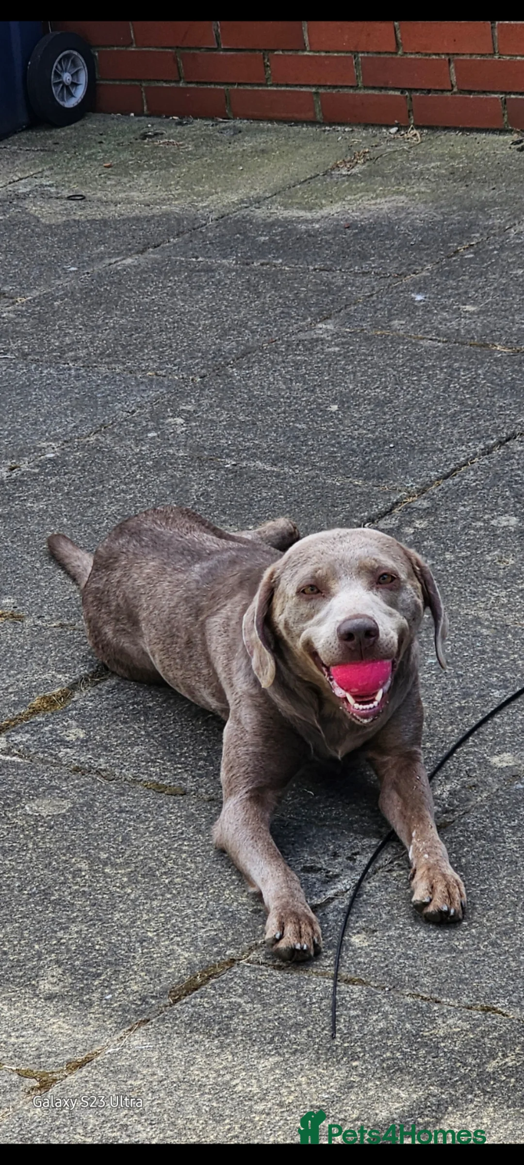 Labrador Retriever dogs for sale: LABRADORE RETRIEVER (SILVER) FULL KC REG - Advert 2
