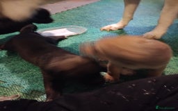 Mixed Breed dogs for sale: Husky x cane corso puppies - Image 1