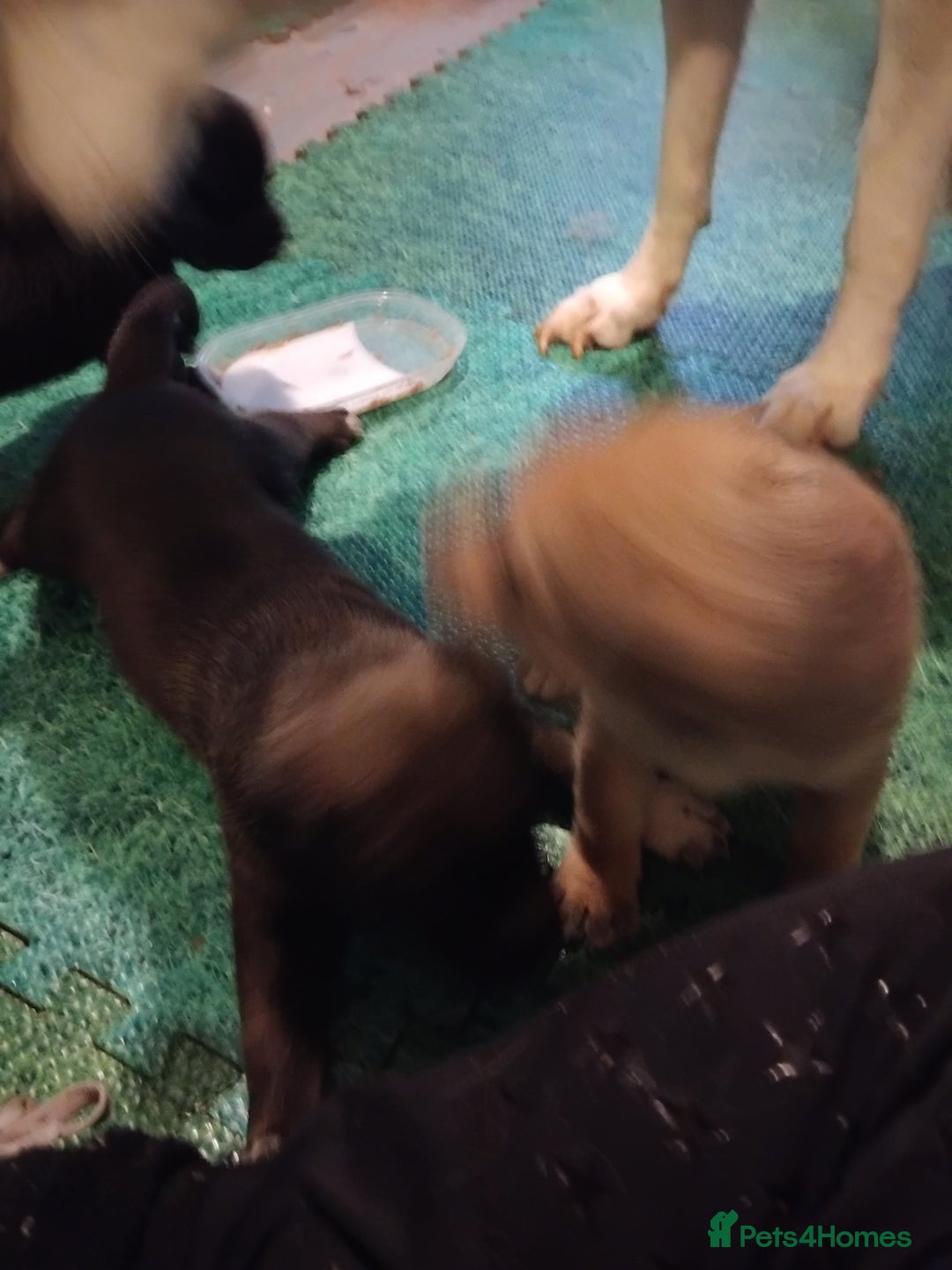 Mixed Breed dogs for sale: Husky x cane corso puppies - Image 1