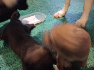 Mixed Breed dogs - Advert 12