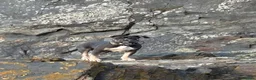 Mixed Breed dogs for sale: Baron in Macduff - Advert 7