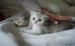 Scottish Fold cats for sale: Scottish fold - Image 22