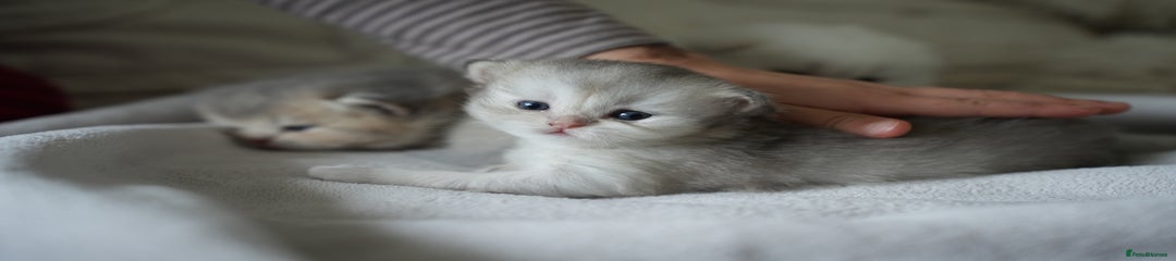 Scottish Fold Kitten 1