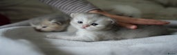 Scottish Fold cats for sale: Scottish fold - Advert 38