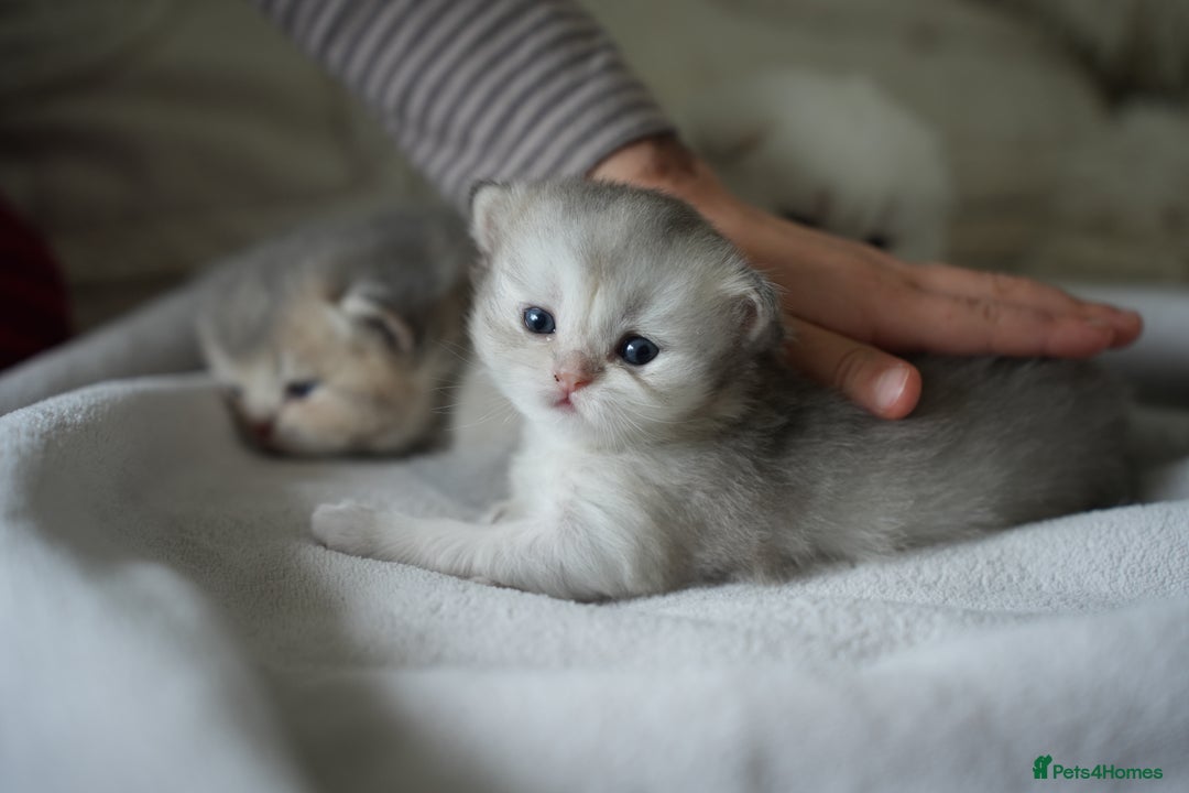 Scottish Fold cats for sale: Scottish fold - Image 22