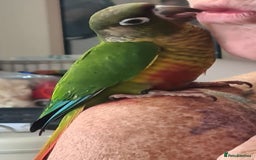 Parakeets birds for sale: Handreared Conures! Kakariki and lovebirds  - Image 2
