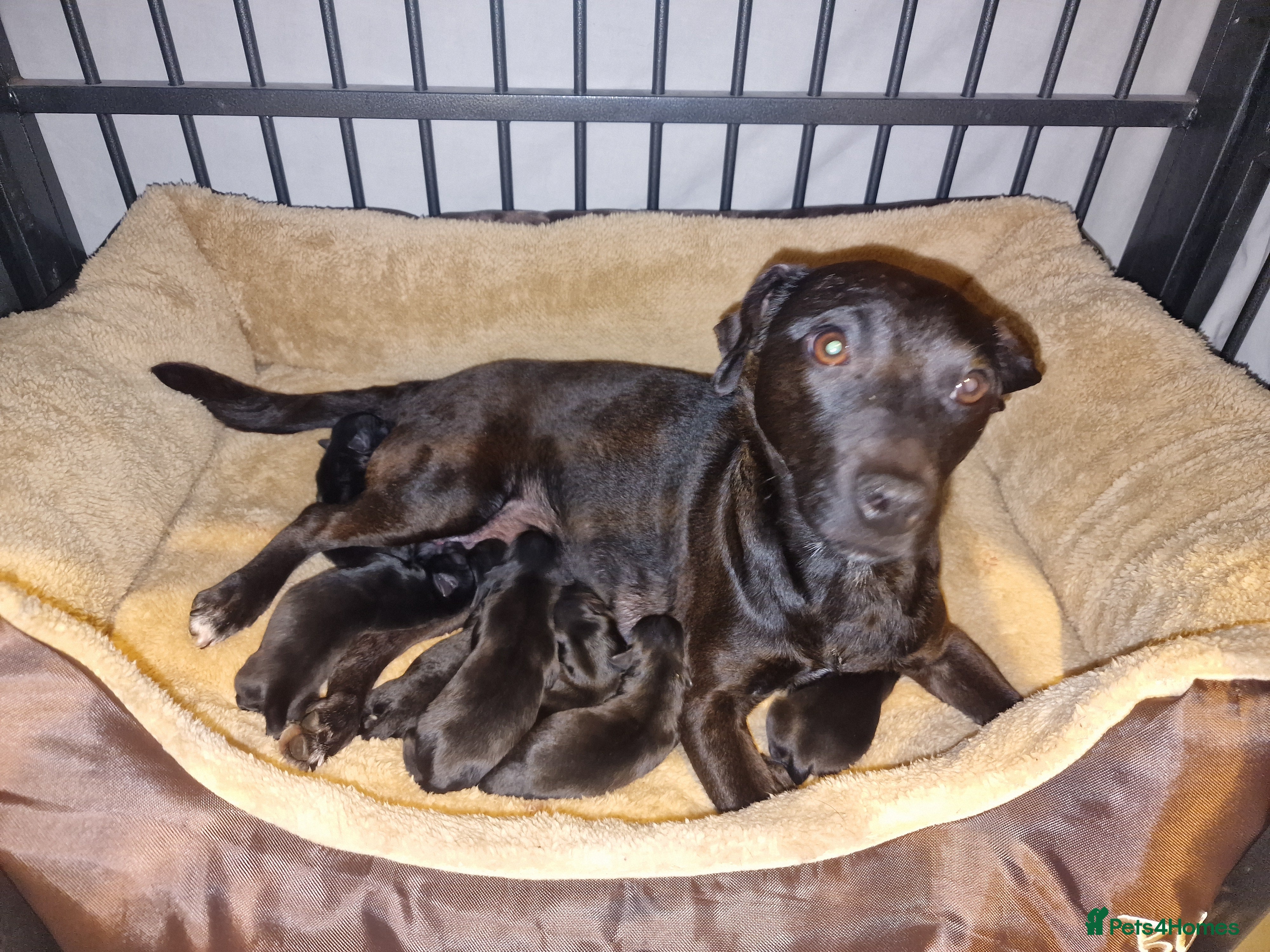 Patterdale Terrier dogs 7 Working Patty Pups - Advert 1