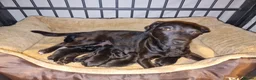 Patterdale Terrier dogs for sale: 7 Working Patty Pups - Advert 1