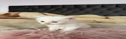 Mixed Breed cats for sale: Adorable fluffy kittens looking for loving family - Advert 21
