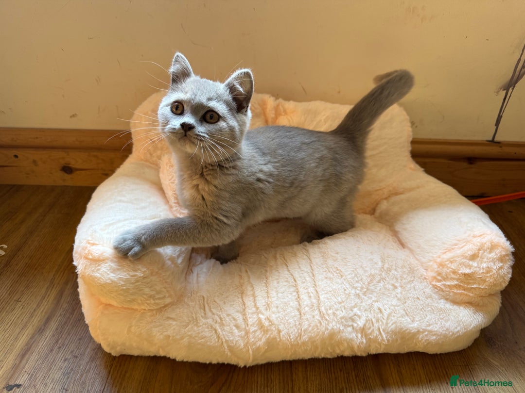 British Shorthair cats for sale: 🌟 Ready now! 🌟Incredible GCCF kittens  - Image 1