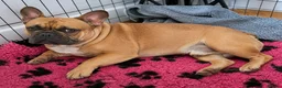 French Bulldog dogs for sale: Beautiful French Bulldog Puppies – 1 Boy, 1 Girl in Cromer - Advert 3