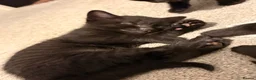 Mixed Breed cats for sale: Mixed Breed Black Kittens in Thetford - Advert 7