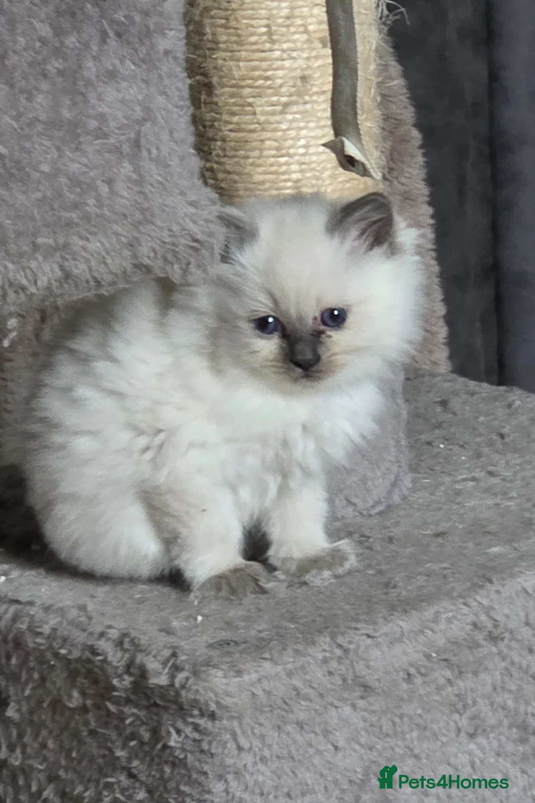 Ragdoll cats for sale: Ragdoll blue point kittens - Advert 2