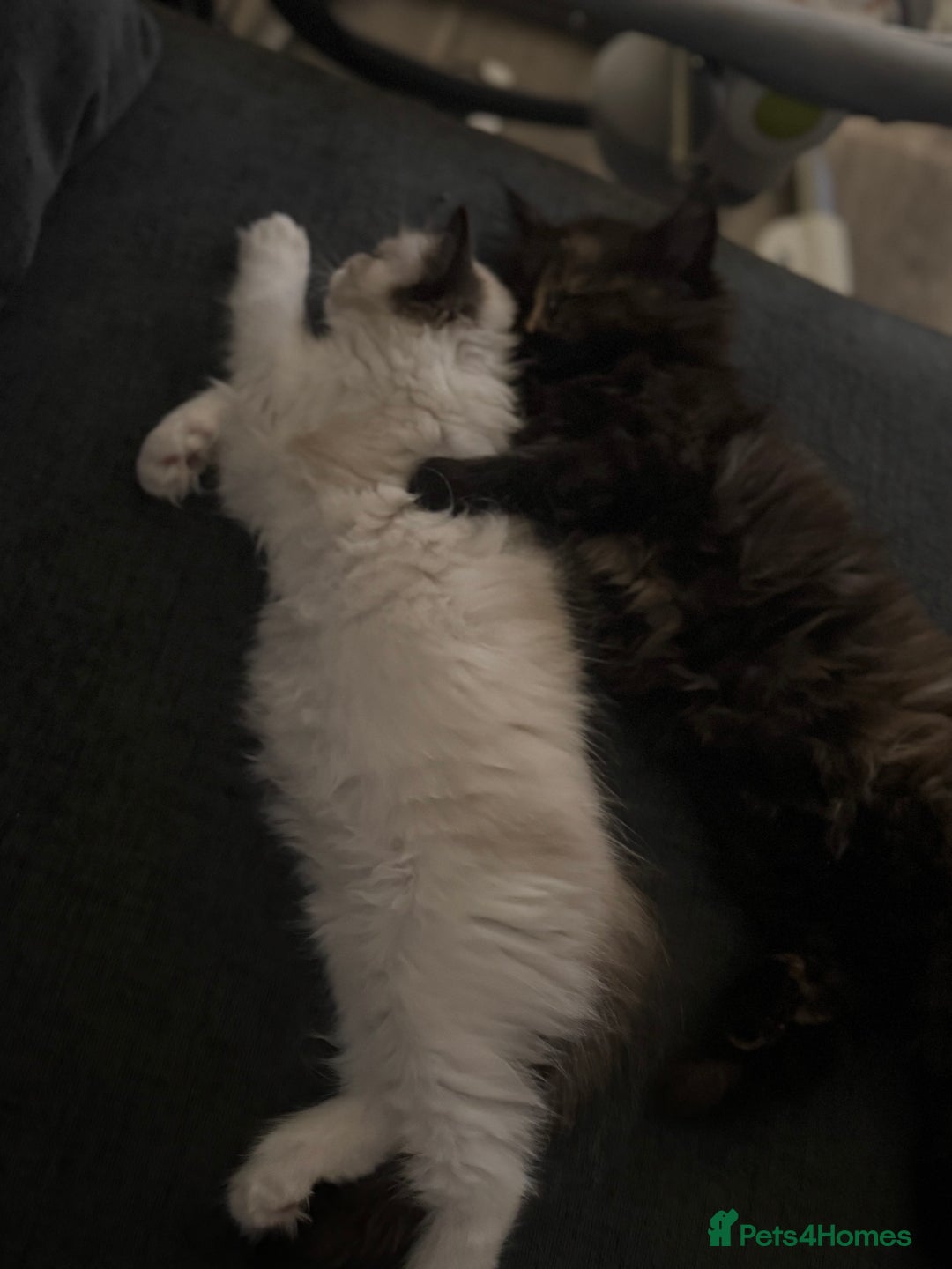 Ragdoll cats for sale: Full ragdoll and ragdoll/mainecoon needing rehome - Advert 3