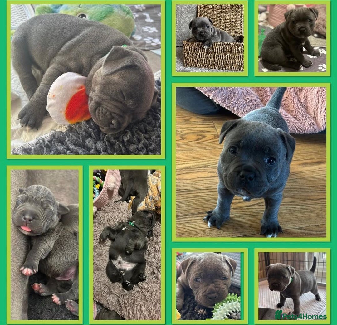 Staffordshire Bull Terrier dogs for sale: KC blue Staffordshire bull terrier puppies  - Advert 31
