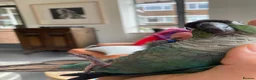 Conures birds for sale: Hand reared green cheek conure in London - Advert 4
