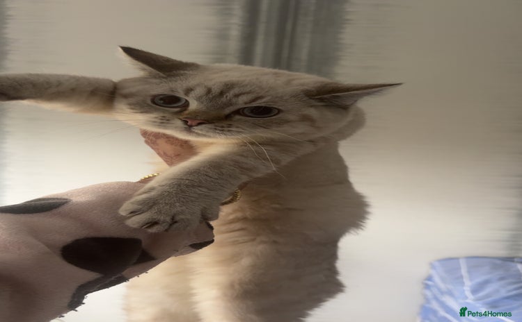 British Shorthair cats in Sheffield - Advert 1