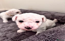 Bichon Frise dogs for sale: Pure Bichon frise for sale in Bromsgrove  in Bromsgrove - Image 5